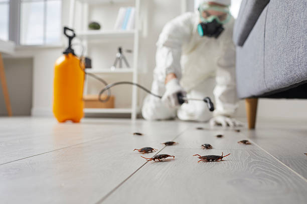 Post-Treatment Bed Bug Interceptor Monitoring in Dover